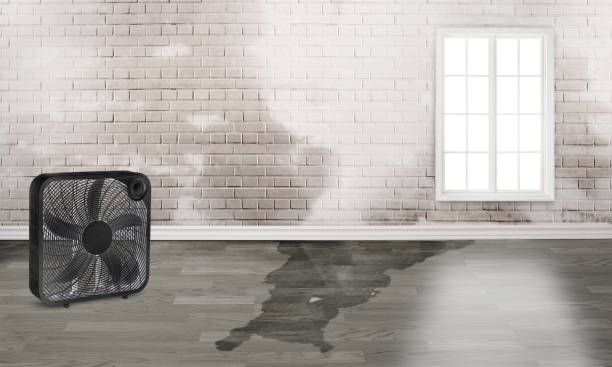 Best Carpet water damage restoration  in Falls City, OR
